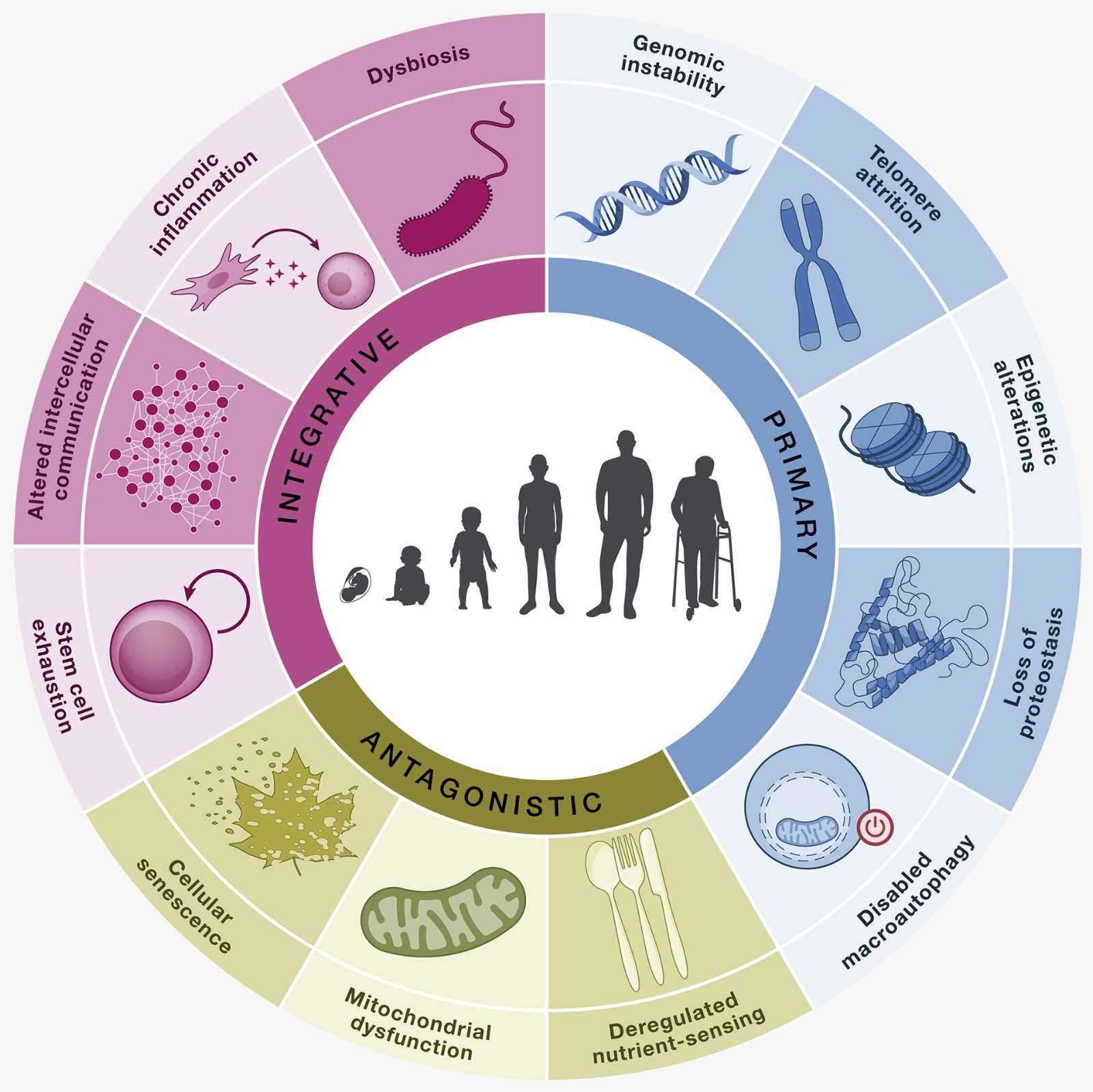 Diagram of the 12 hallmarks of aging, primary, antagonistic, and integrative categories