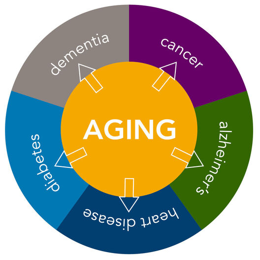 Aging research
